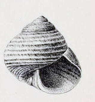 Image of Lirularia succincta (Carpenter 1864)