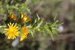 Image of Spanish oyster thistle