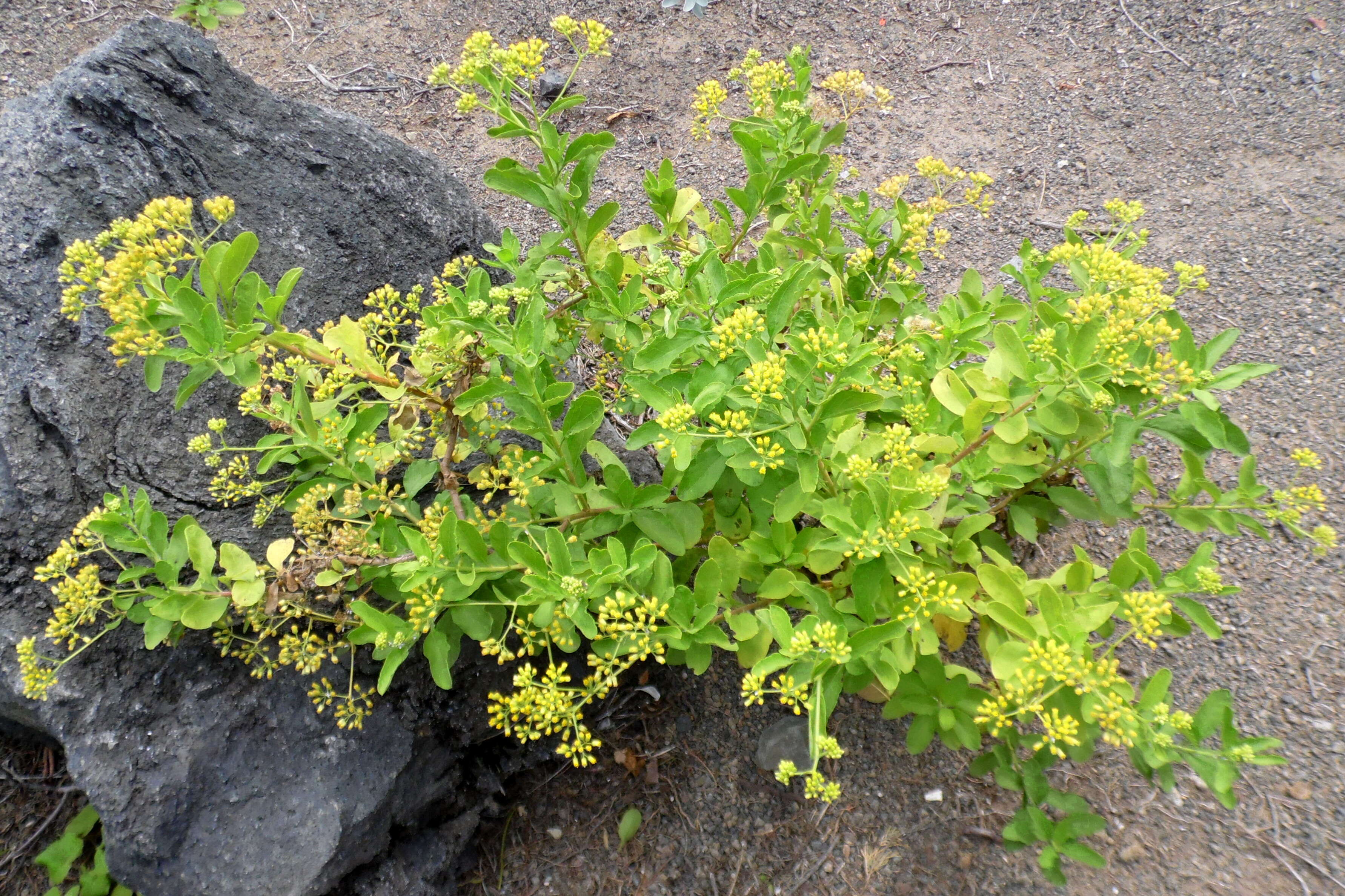 Nidorella varia J. A. Schmidt resmi