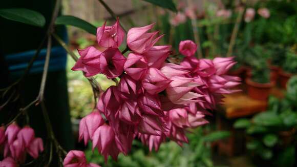 Слика од Clerodendrum thomsoniae Balf. fil.