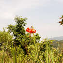 Lilium amabile Palib. resmi