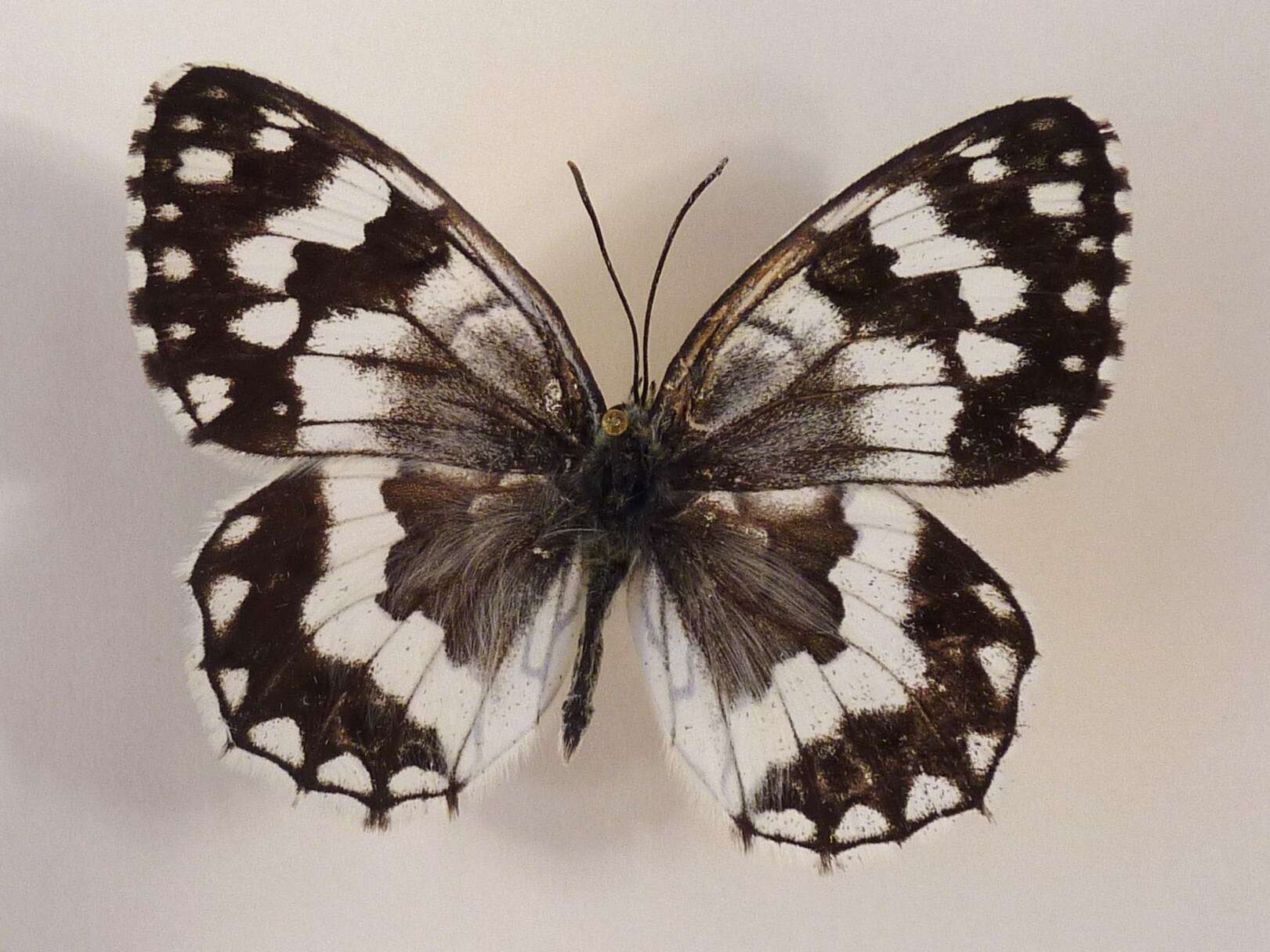 Image of Melanargia larissa Hübner 1827