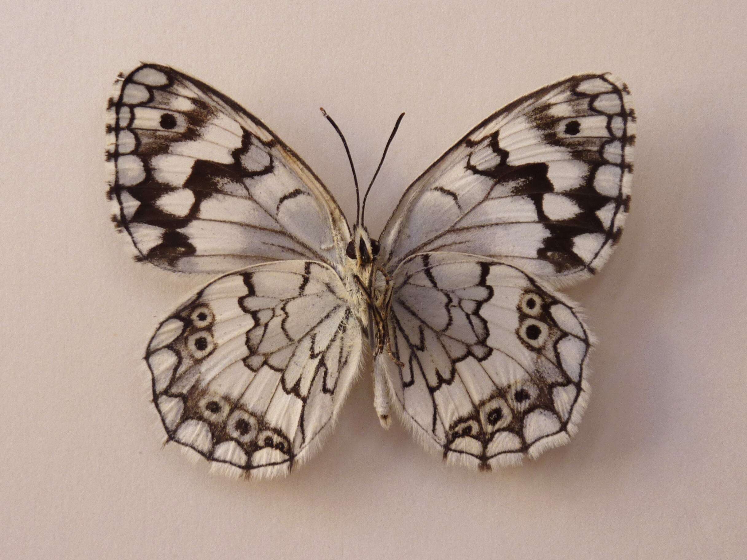 Image of Melanargia larissa Hübner 1827