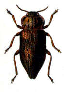 Imagem de Dicerca moesta (Fabricius 1793)