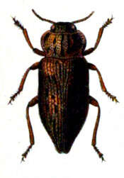 Imagem de Dicerca moesta (Fabricius 1793)