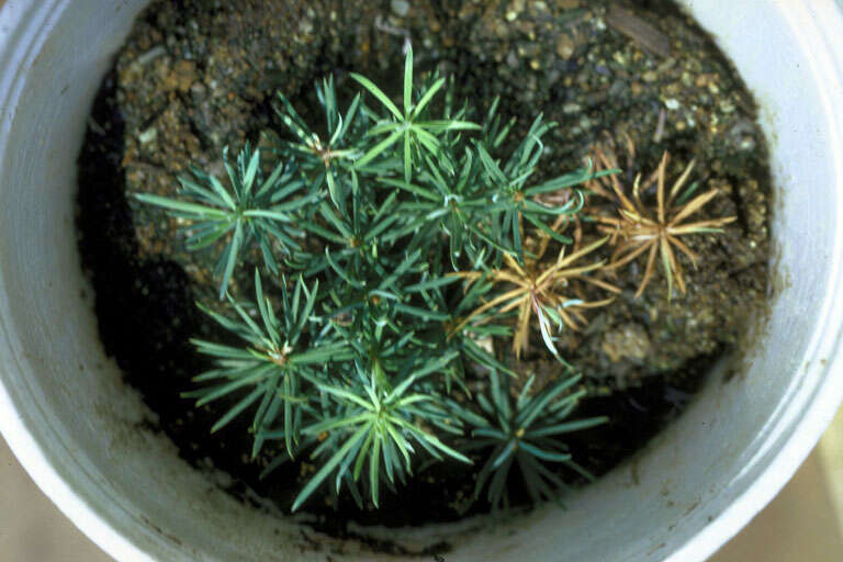 Image of Fusarium avenaceum (Fr.) Sacc. 1886