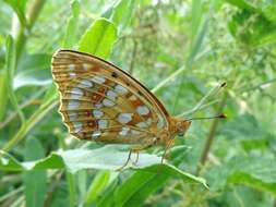 Image of High brown fritillary