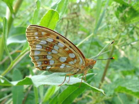 Image of High brown fritillary