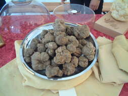 Image of Piedmont White Truffle