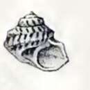 صورة Pseudominolia biangulosa (A. Adams 1854)