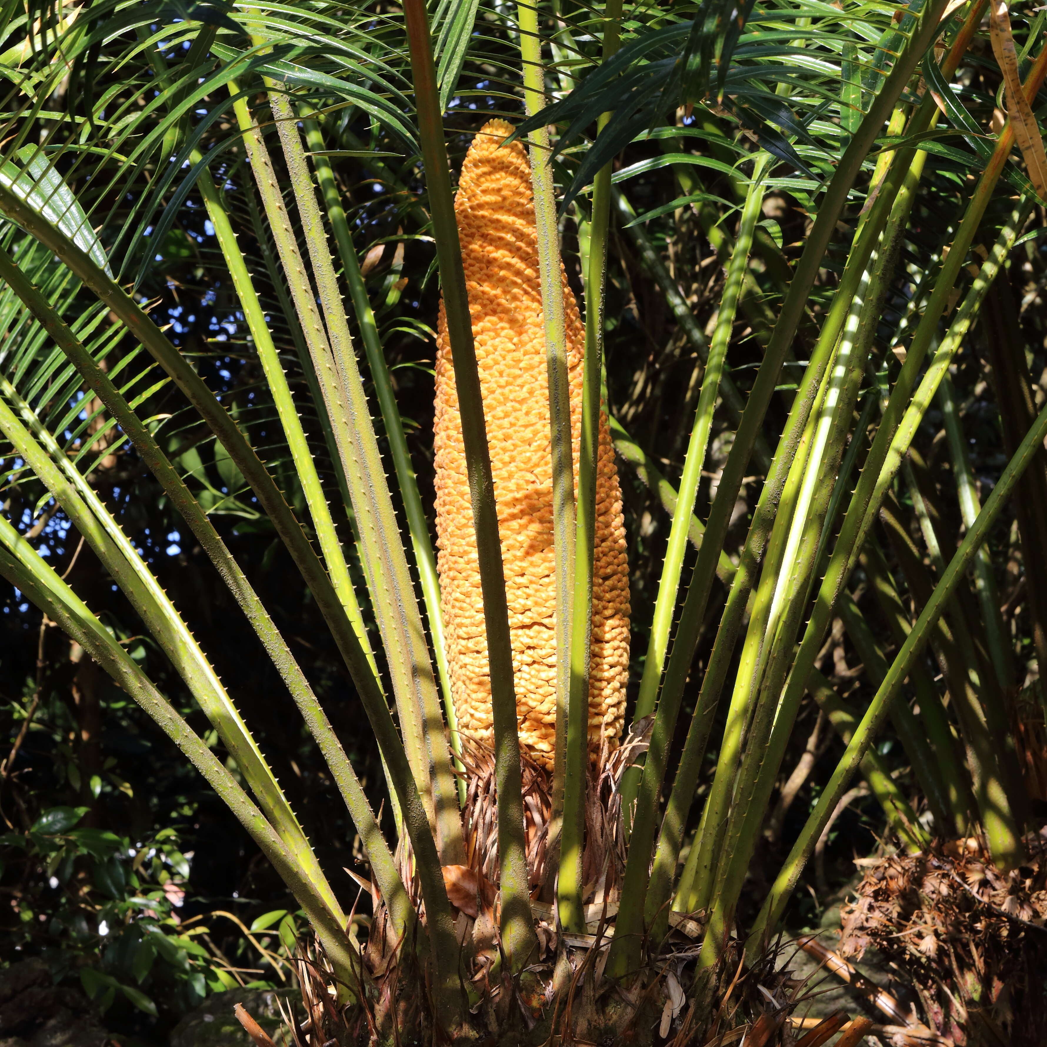 Image of Cycas chevalieri Leandri