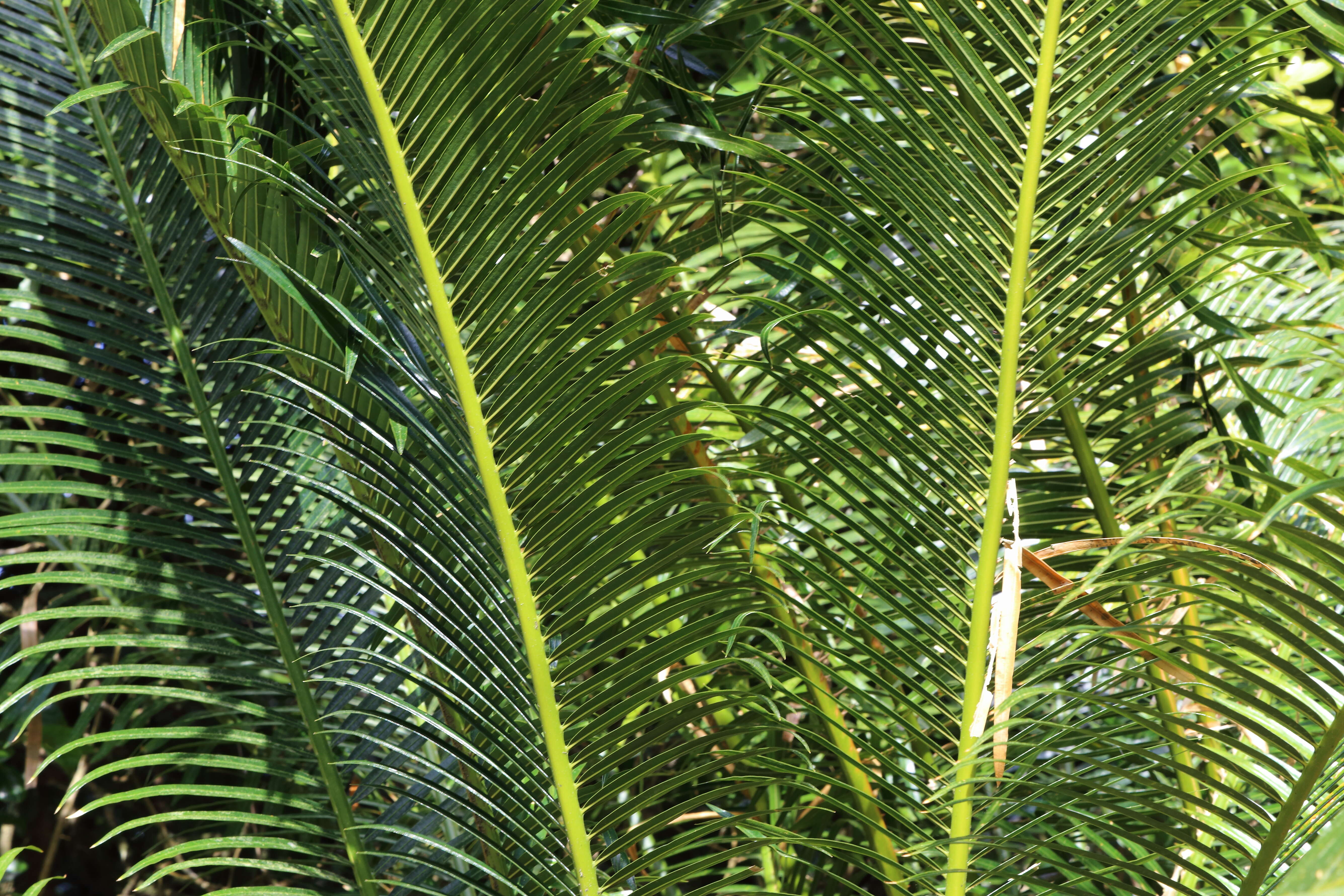 Image of Cycas chevalieri Leandri