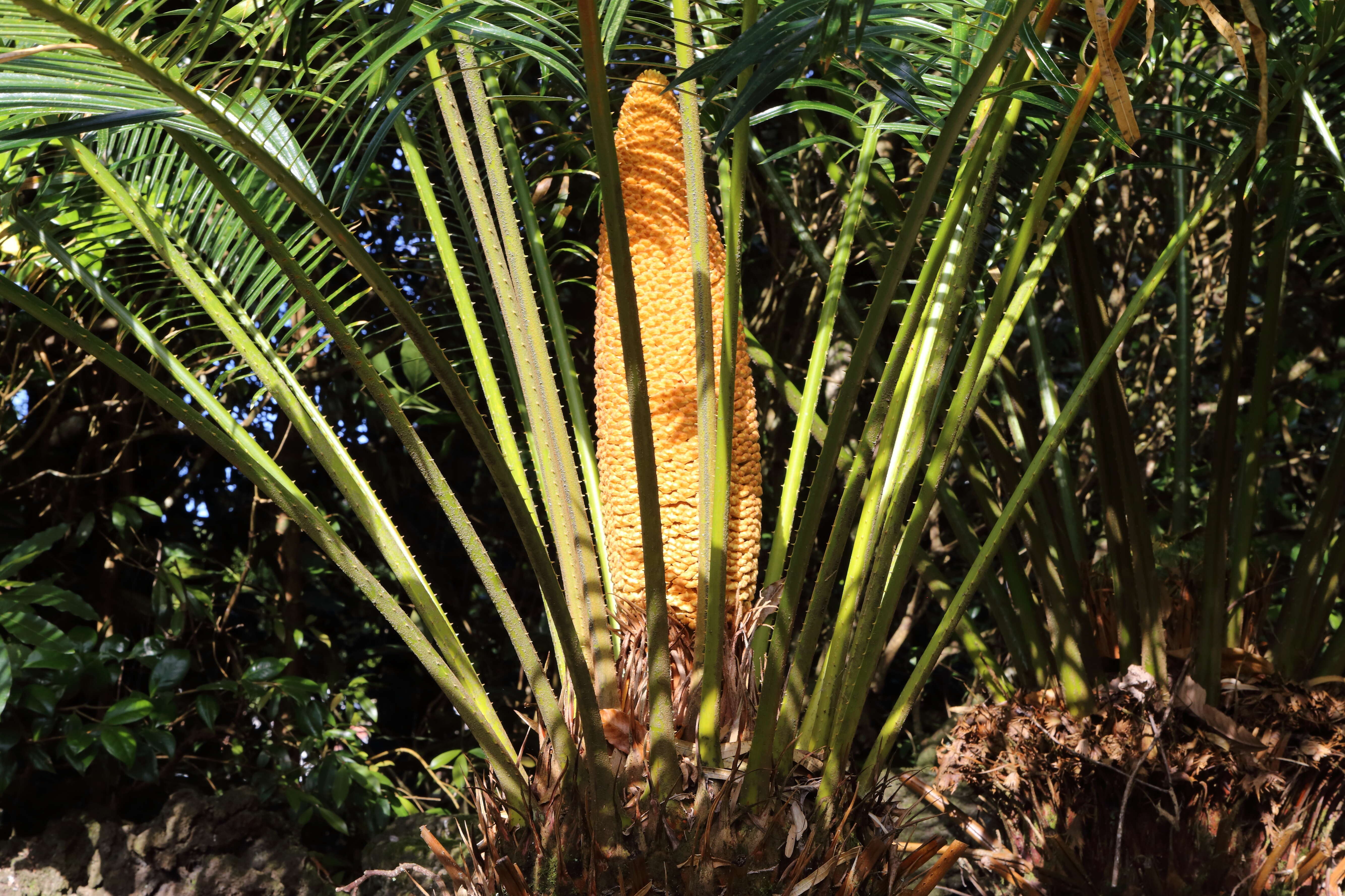 Image of Cycas chevalieri Leandri