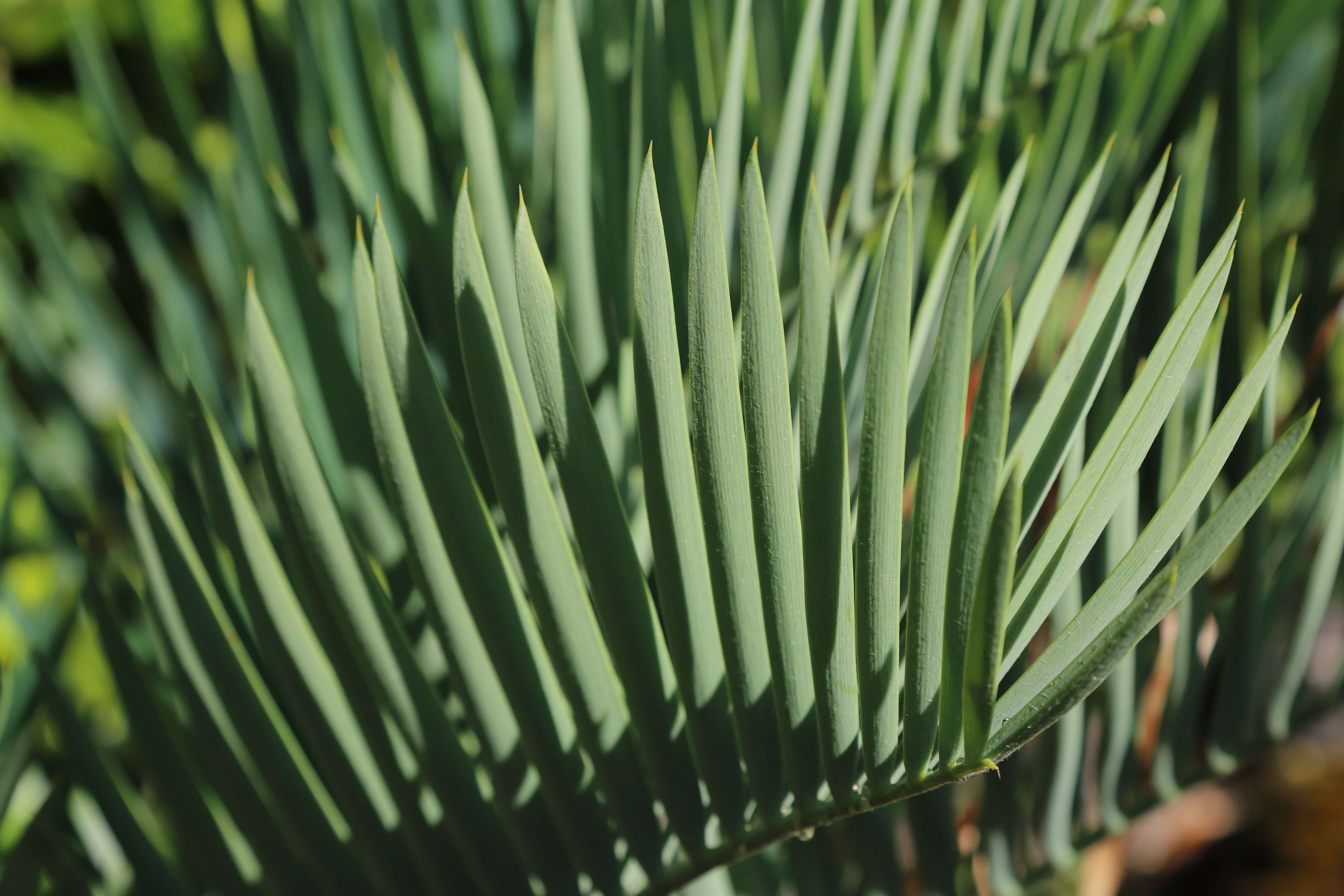 Image of Cycad