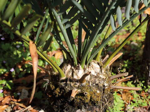 Image of Cycad