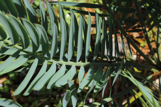 Image of Cycad