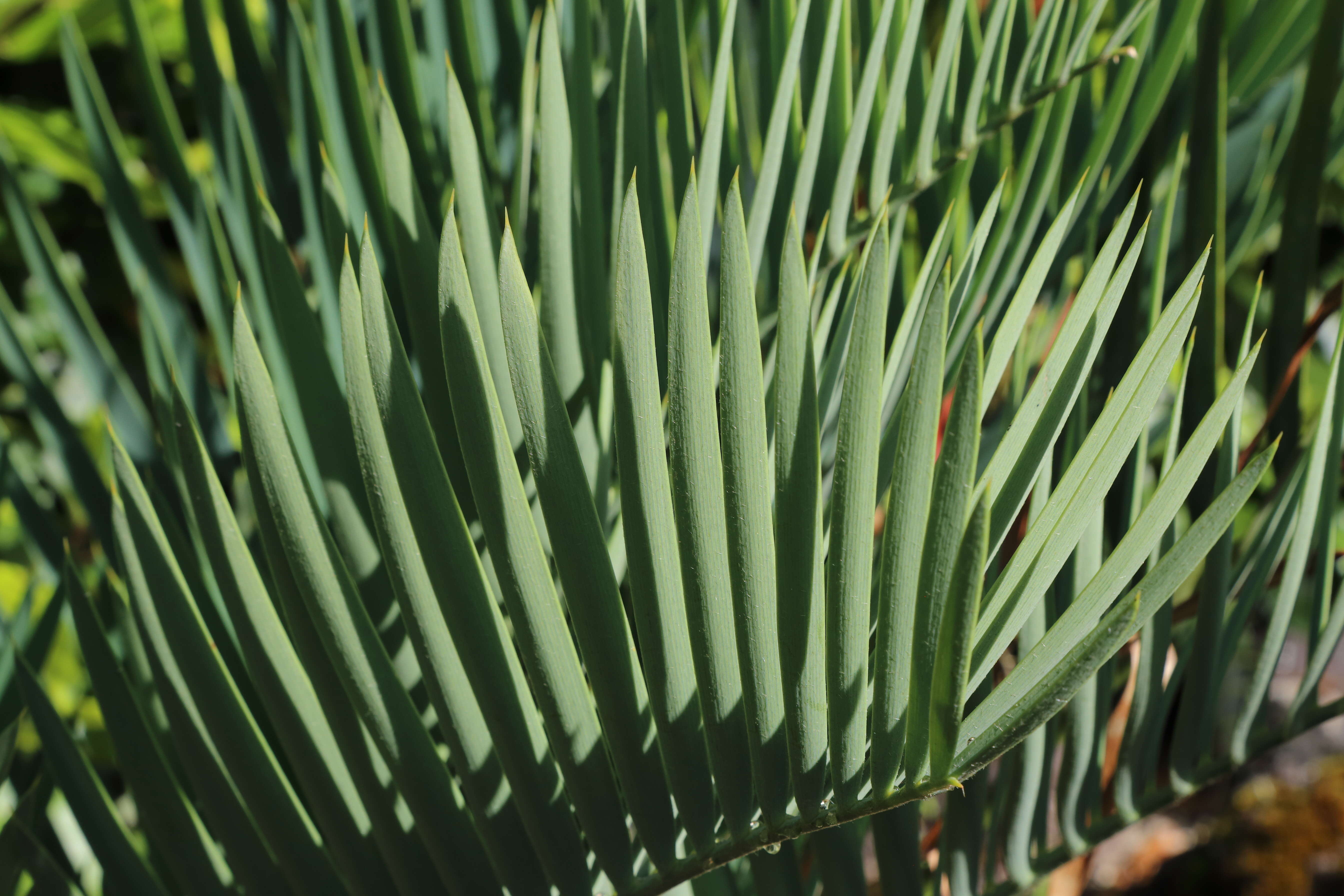 Image of Cycad