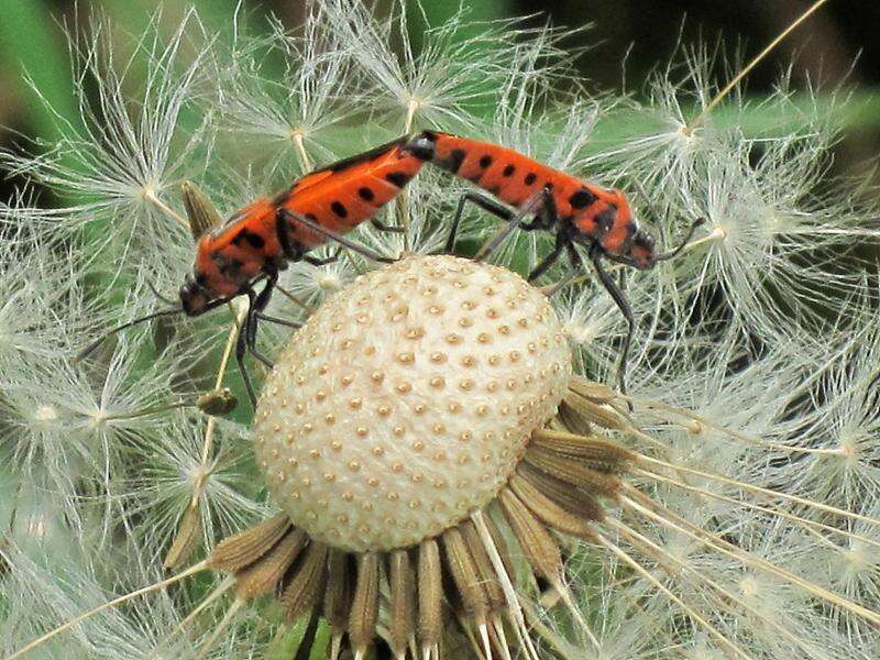 Image of black & red squash bug