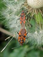 Image of black & red squash bug