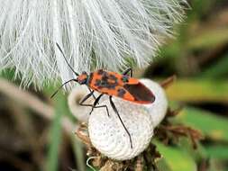 Image of black & red squash bug