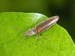 Image of Athous vittatus