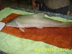 Image of Pike Barbel