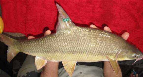 Image of Levantine barbel