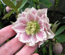 Image of Hellebore