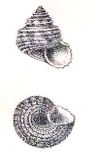 Image of Pseudominolia Herbert 1992