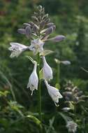 Image de Hosta sieboldiana var. sieboldiana