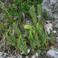 Image de Hosta sieboldiana var. sieboldiana