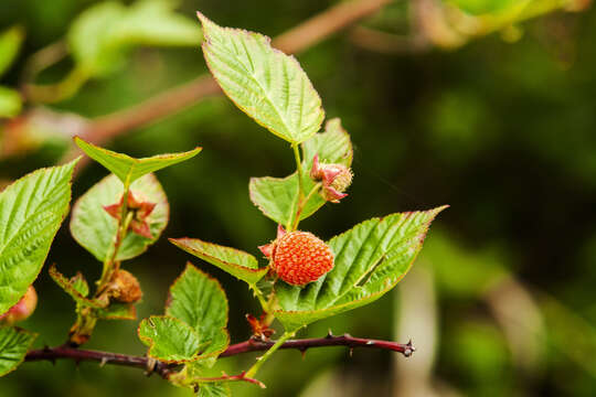 Image of Rubus crataegifolius Bunge