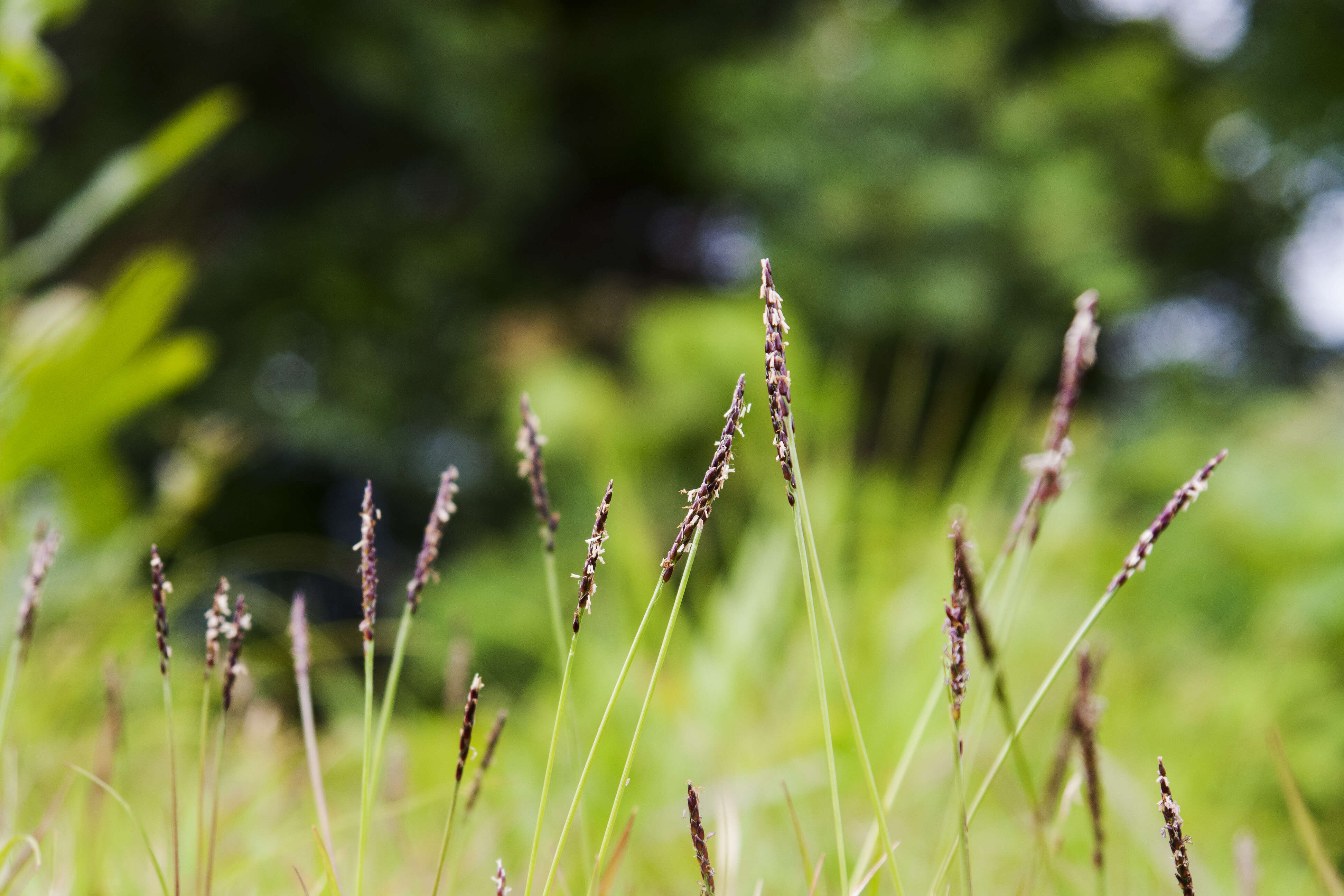 Image of Japanese Zoysiagrass