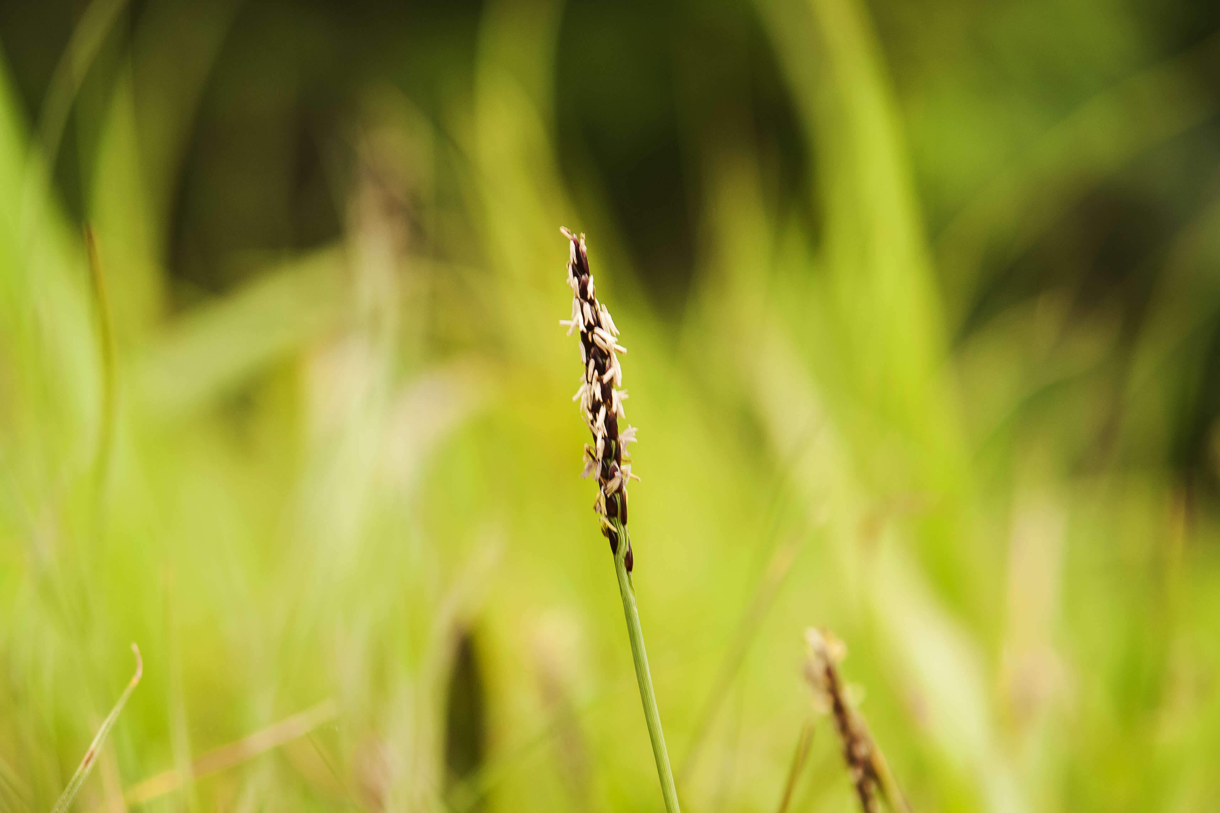 Image of Japanese Zoysiagrass