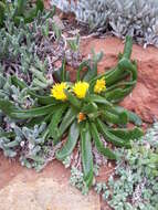 Image of Glottiphyllum depressum (Haw.) N. E. Br.