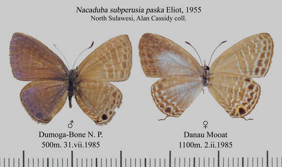 Image of Nacaduba subperusia (Snellen 1896)