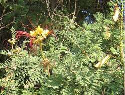 Image of bird-of-paradise shrub