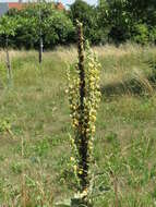 Image of Great Mullein