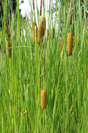 Image of Typha lugdunensis P. Chabert