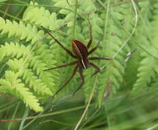 Image of Dolomedes striatus Giebel 1869