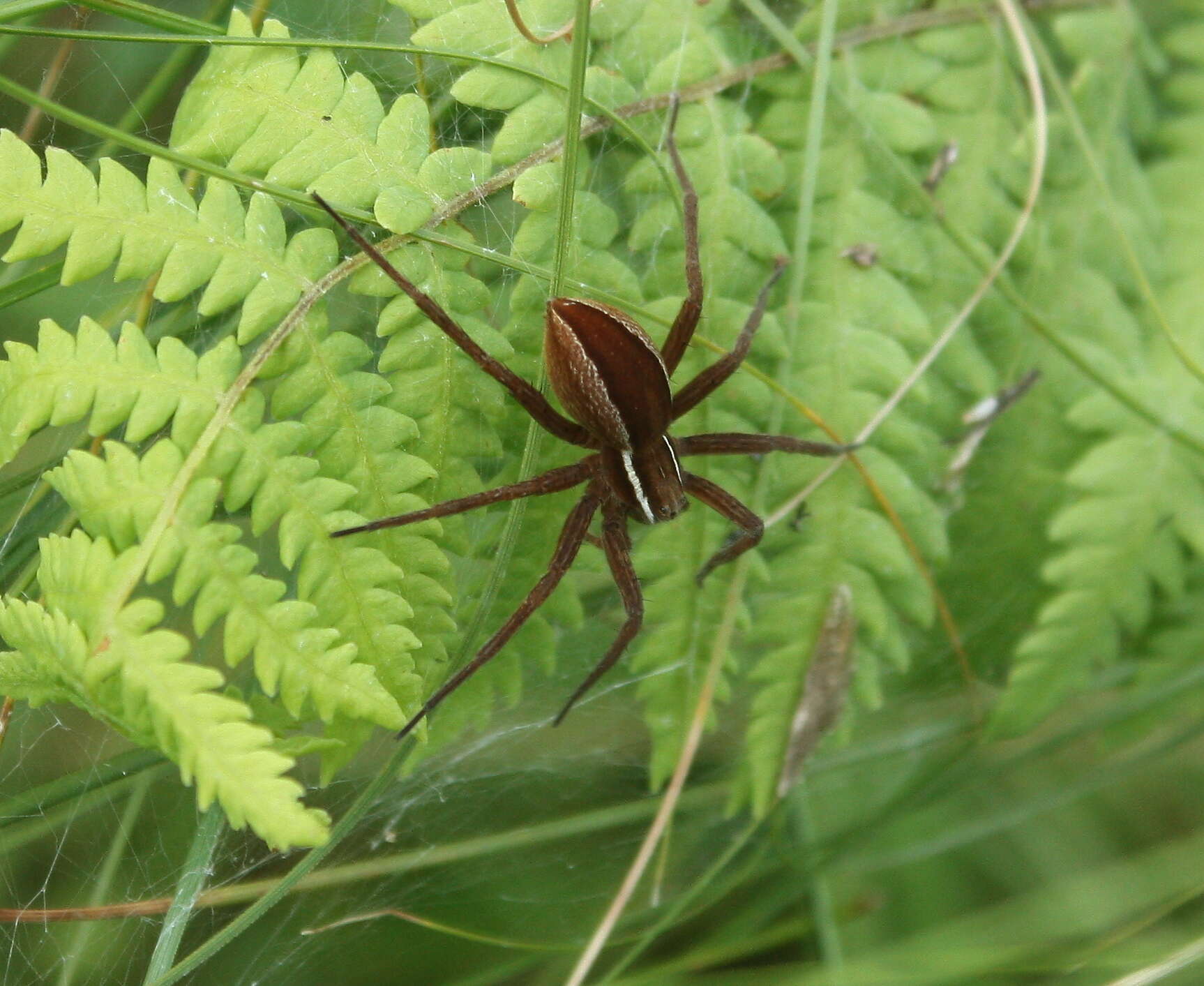 Plancia ëd Dolomedes striatus Giebel 1869