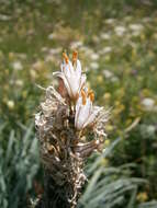 Image of Asphodelus macrocarpus Parl.