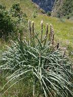 Image of Asphodelus macrocarpus Parl.