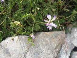 صورة Astragalus alpinus L.