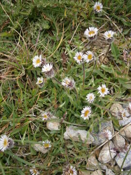 Image of oneflower fleabane