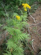 Image of Descurainia tanacetifolia (L.) Prantl