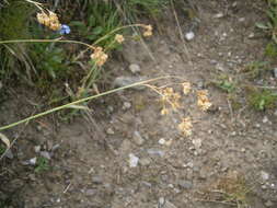 Image of Yellow Woodrush