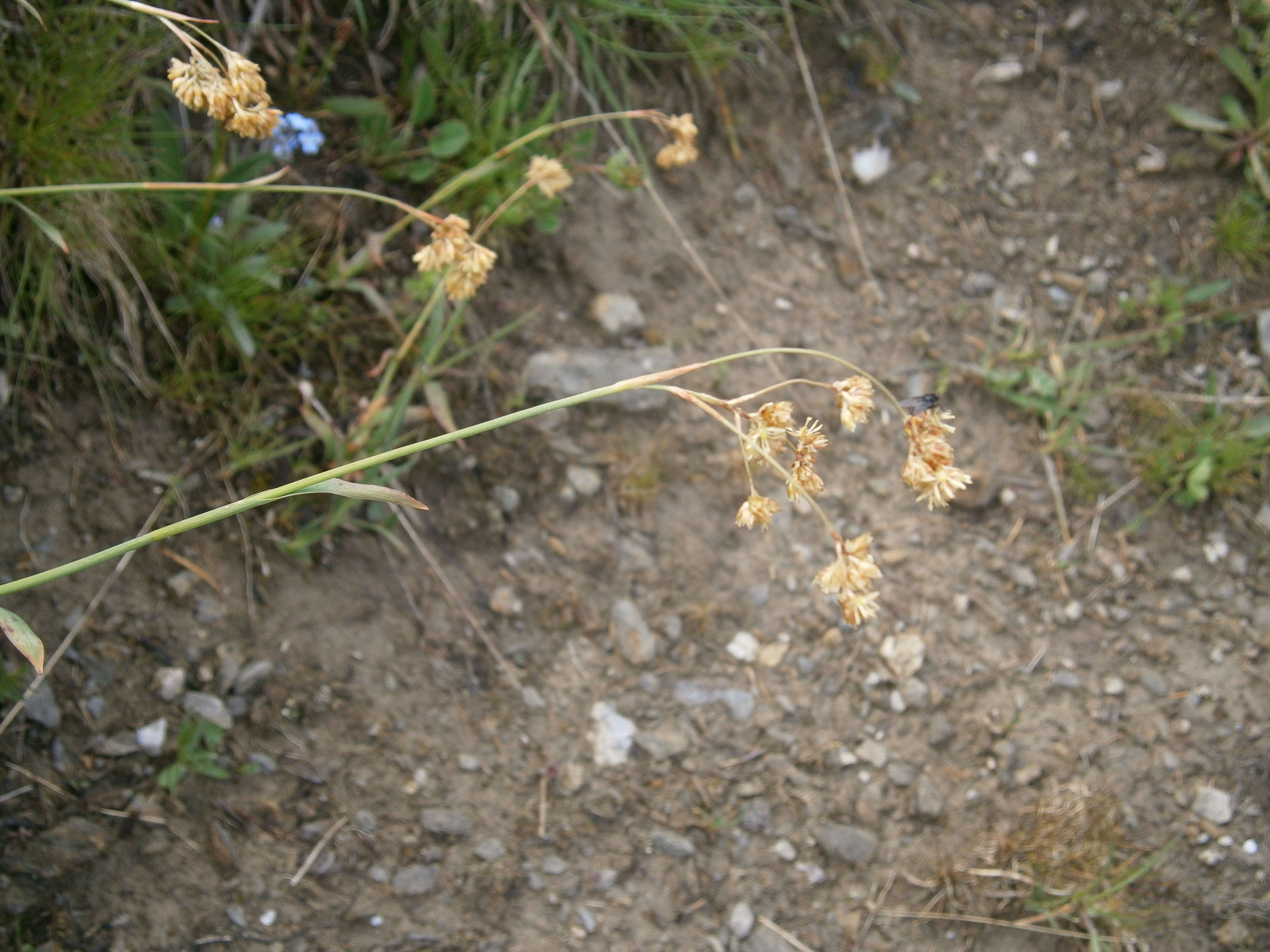 Image of Yellow Woodrush