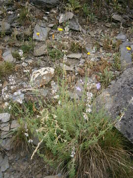 Image of Nepeta nepetella L.