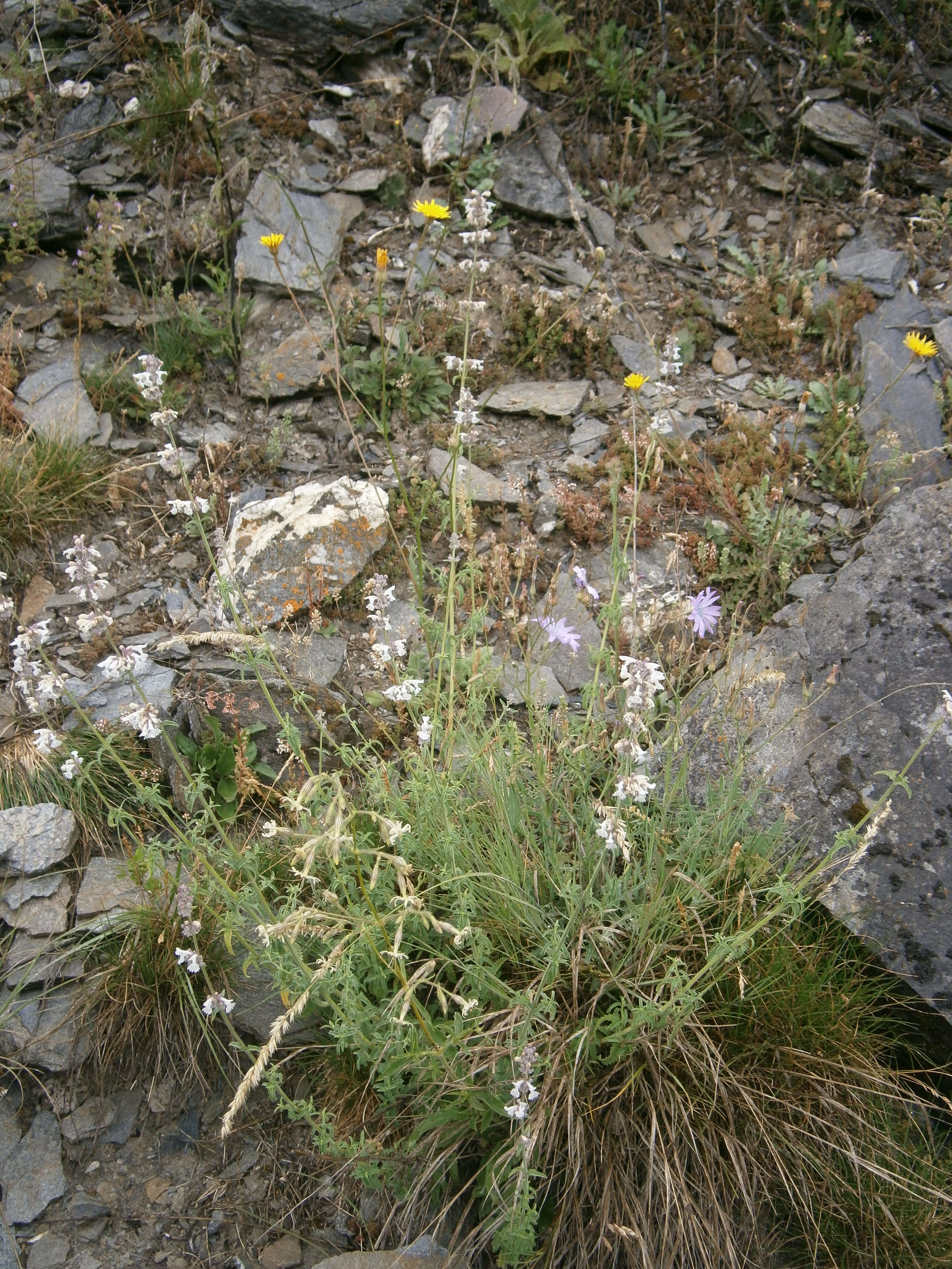 Image de Nepeta nepetella L.